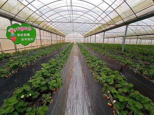 揭秘大棚草莓高效施肥之道：如何提升产量与品质？