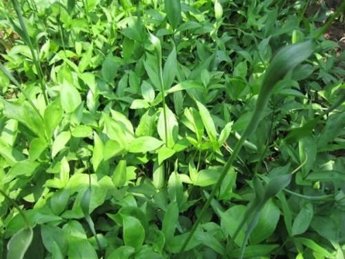 《半夏无土种植技术：一场农业革命的悄然兴起？》