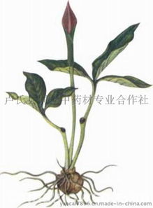 药材种子种植技术革新：揭秘高效种植之道