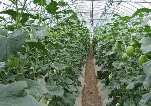 香瓜种植秘籍：视频教程助你轻松掌握种植技巧