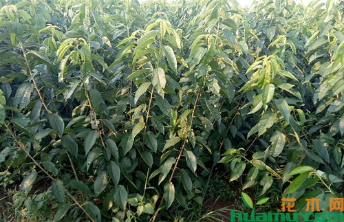 黄蜜大樱桃种植攻略：揭秘高效种植技巧，助力丰收喜悦