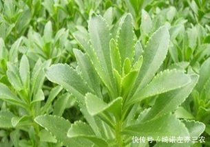 揭秘救心菜种植奥秘：如何培育出高品质的“蔬菜中的瑰宝”