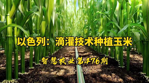 《滴灌技术革新蔬菜种植——揭秘高效节水新篇章》