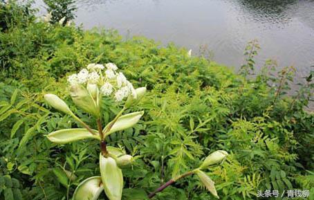 白芷种植技术培训班：揭秘中药材种植新趋势，提升种植效益