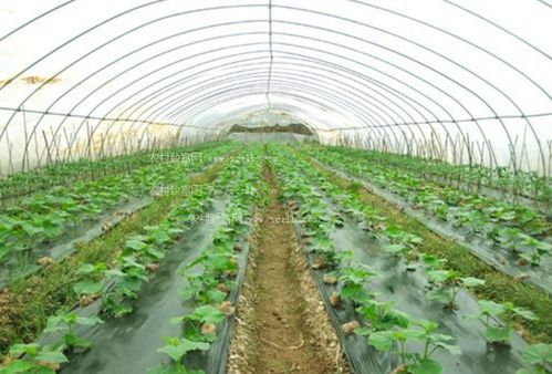 线上 Vegetable Planting Revolution：开启智慧农业新时代