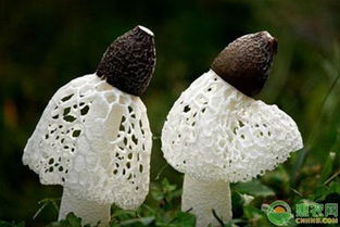 竹荪菌种植新篇章：揭秘绿色生态农业的财富密码