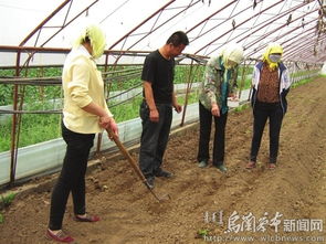 揭秘种植技术人员的未来：农业科技如何改变传统耕作？
