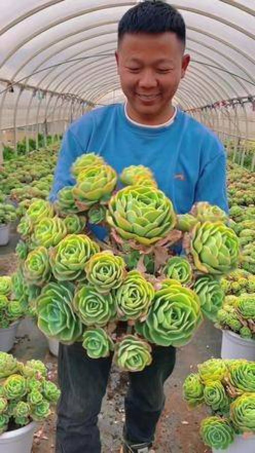 探秘多肉种植技术基地：揭秘绿色财富的秘密花园