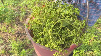 揭秘吴茱萸种植奥秘：技术与栽培管理全攻略