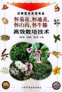 盆栽地黄种植攻略：如何在家轻松养出健康地黄？