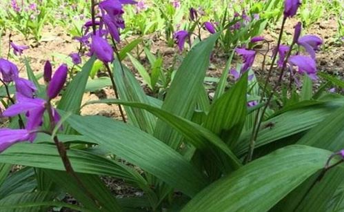 白芨种植技术解析：如何提高产量与品质？