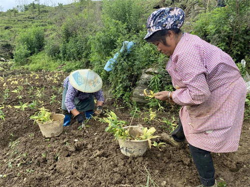 黄精种植新篇章：揭秘高效益的农村种植技术