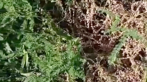 黄芪种植：揭秘高效管理之道，让这片“黄金”焕发生机