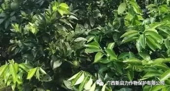 桑黄种植新篇章：技术革新助力产业升级