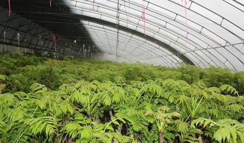 大棚香椿树种植技术揭秘：如何打造绿色财富新引擎？