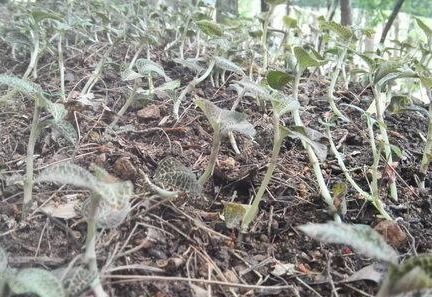 金线莲种植技术揭秘：培育珍稀植物的绿色之道