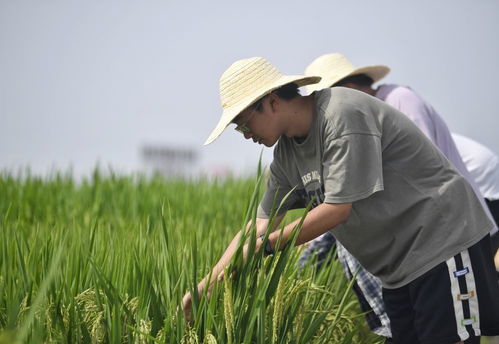 稻田莲藕高产种植技术解析：揭秘高效农业的绿色密码