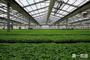 农业科技大棚种植技术：革新农业生产的绿色引擎