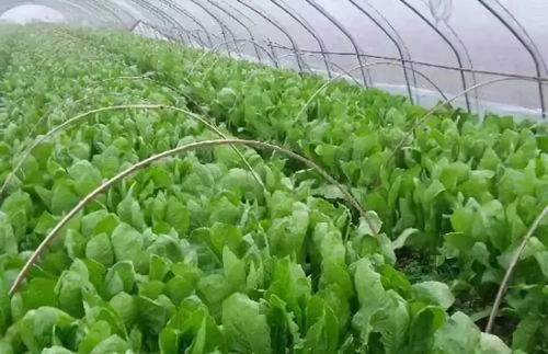 揭秘莴苣种植奥秘：如何打造高产优质莴苣田？