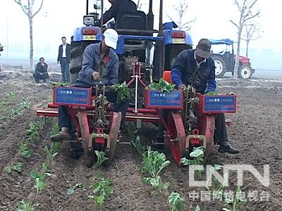 《冬季油菜种植秘籍：如何实现高产高效？》