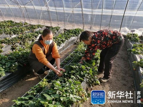 揭秘日本农业种植技术：如何实现高产量与高质量的双重突破？