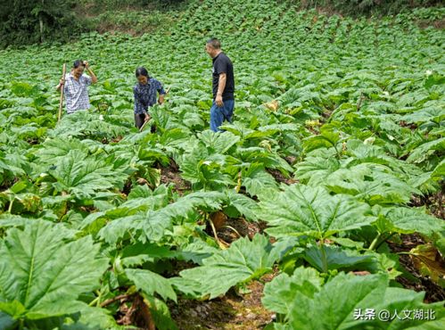 马蹄种植技术与管理：揭秘高效益的秘密武器