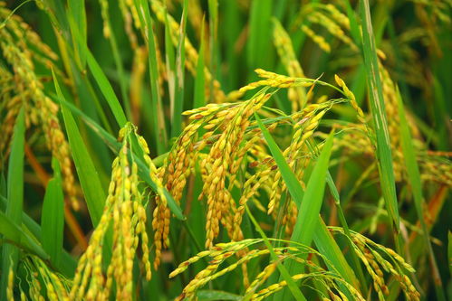水稻种植栽培技术革新：揭秘现代农业平台助力丰收秘诀
