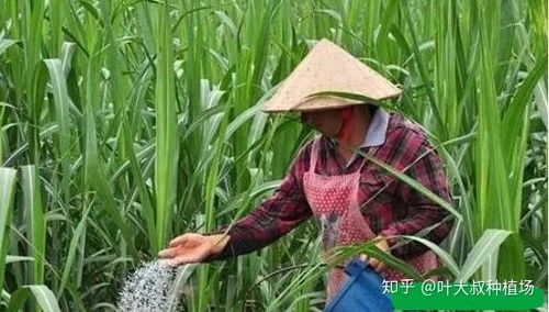 《甘蔗种植技术大全：揭秘高效增产的秘密武器！》