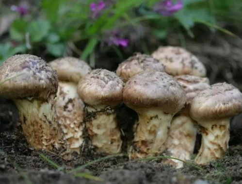 《揭秘松茸种植：技术革新引领生态农业新篇章》