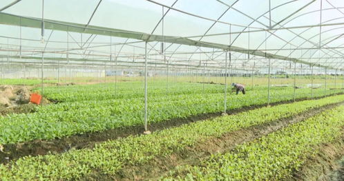 绿色未来，种植修复技术引领生态修复新篇章