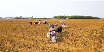 地膜大黄芪种植技术揭秘：如何提高产量，助力乡村振兴？
