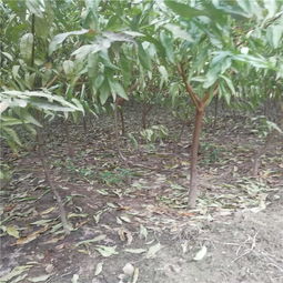 香春树苗种植技术解析：如何培育绿色生态的未来？