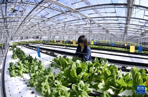 绿色之韵：揭秘野菜种植的现代农业技术