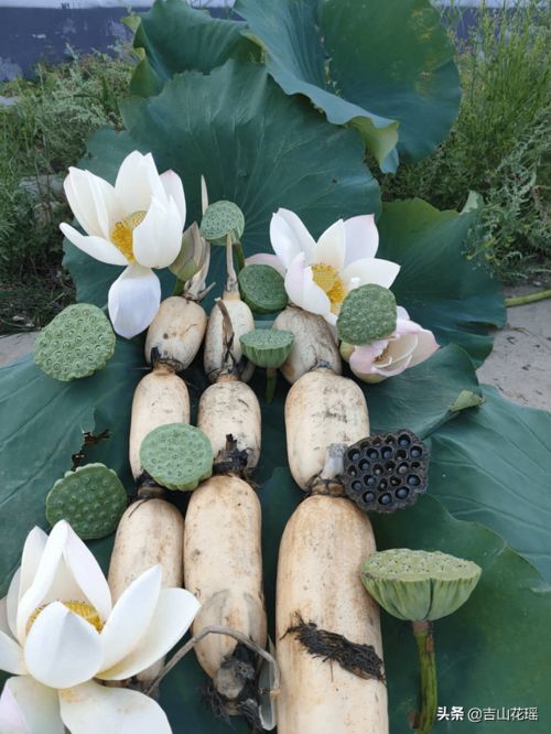 《莲藕种植技术大全视频：揭秘高效种植秘籍，让您的莲藕产量翻倍！》