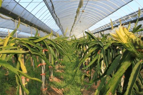 《揭秘火龙果种植大棚技术：如何打造高效绿色生态园？》