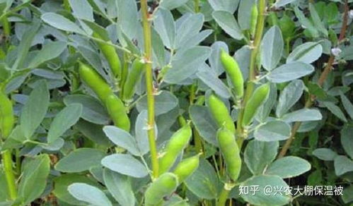 蚕豆种植技术升级，产量提升的秘密武器！