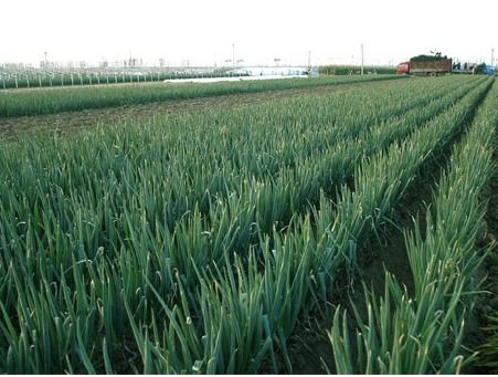 大葱种植全攻略：掌握最佳种植时间，轻松实现高产高效