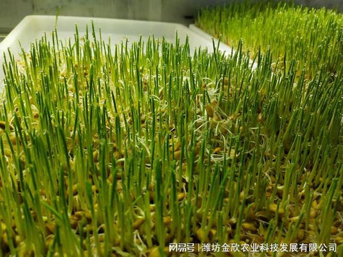《黑牧草种植技术揭秘：揭秘绿色农业的下一个风口？》