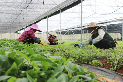 《破译自然密码，揭秘现代药材种植技术新篇章》