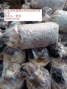 《黑皮鸡枞菌种植：揭秘高效益的“森林之宝”种植技术》