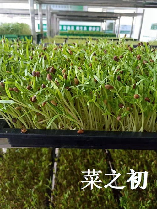 无土技术引领芽苗菜种植新革命——揭秘未来农业的绿色增长点
