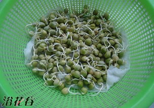 豌豆苗种植全攻略：揭秘高效培育秘诀