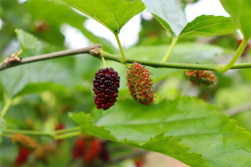 桑葚树种植技术解析：如何打造高效桑园？