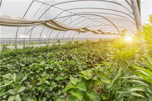 大棚种植技术革新：揭秘高效农业的未来蓝图