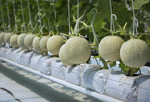 春大棚甜瓜种植技术揭秘：如何提升产量与品质？