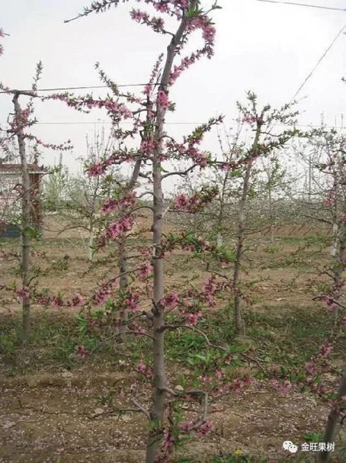 《桃树种植技术视频大全：解锁高效桃园管理的秘诀》