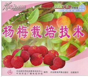 杨梅种植新篇章：揭秘高效种植技术，助力产业升级
