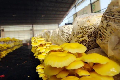 揭秘榆黄菇种植奥秘：技术革新助力产业升级