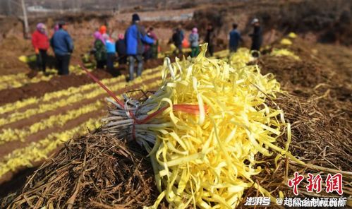 韭黄种植攻略：揭秘高效益的绿色财富之路