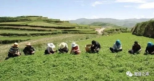 党参种植：揭秘高效种植技术与盈利之道